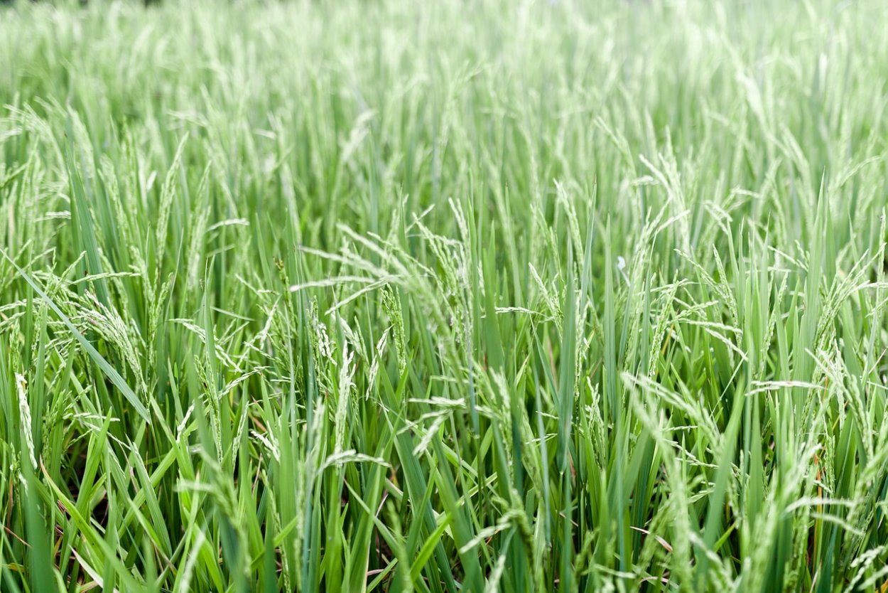 Nitrogen deficiency in Rice Plants photo and description