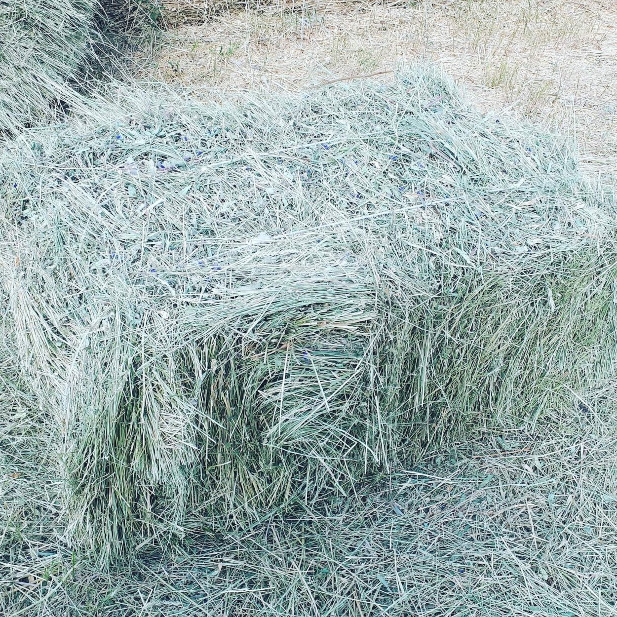 Купить Сено В Рязанском Районе