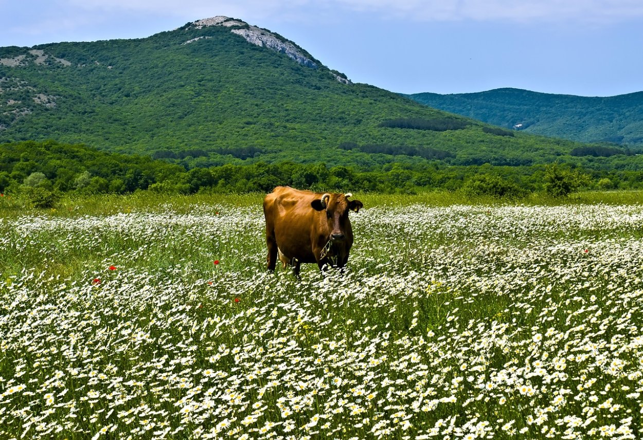 Байдарская Долина ромашки