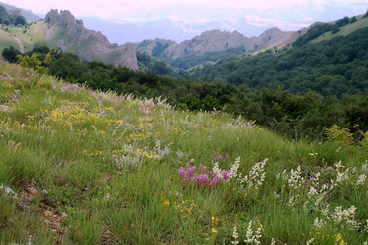 Ромашковые поля Байдарская Долина
