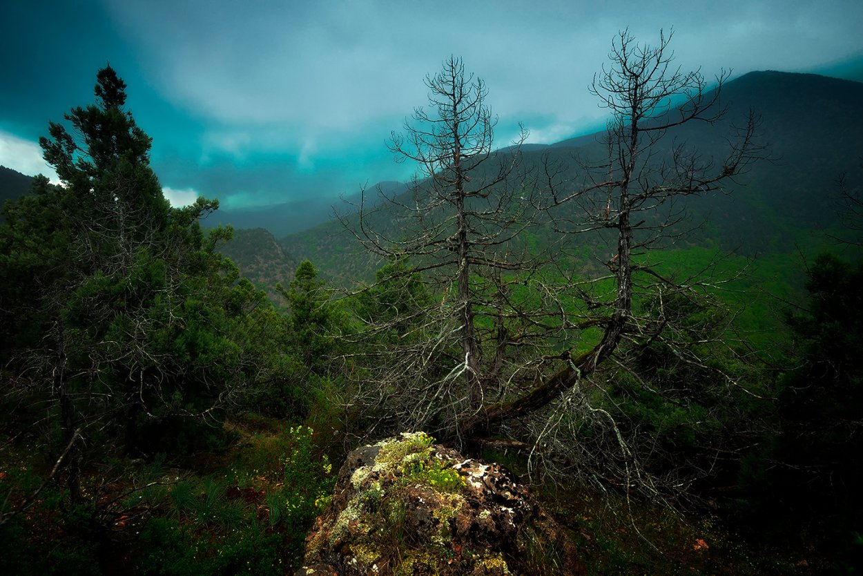 Долина цветов Мостовской район