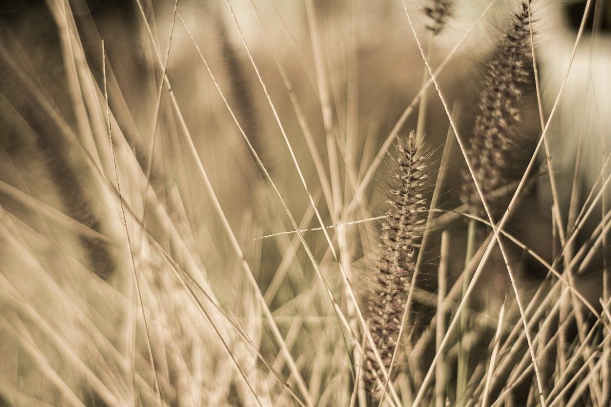 Колоски растения на сером фоне