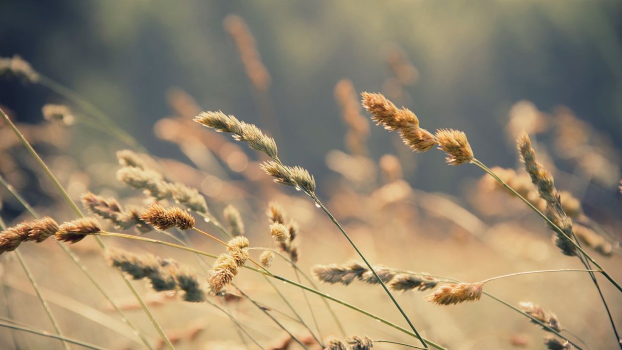 Обои на рабочий стол колосья