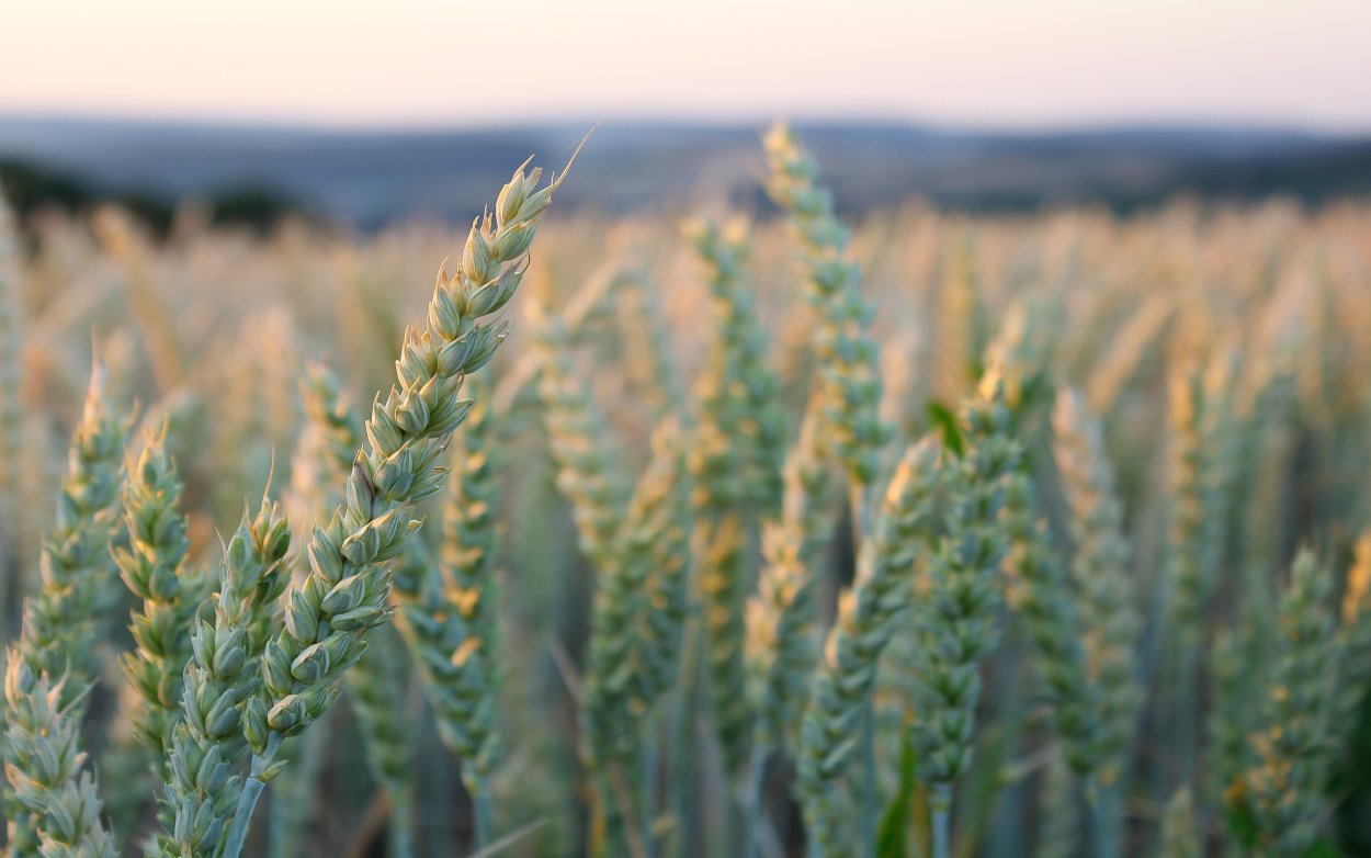 Колосок растение