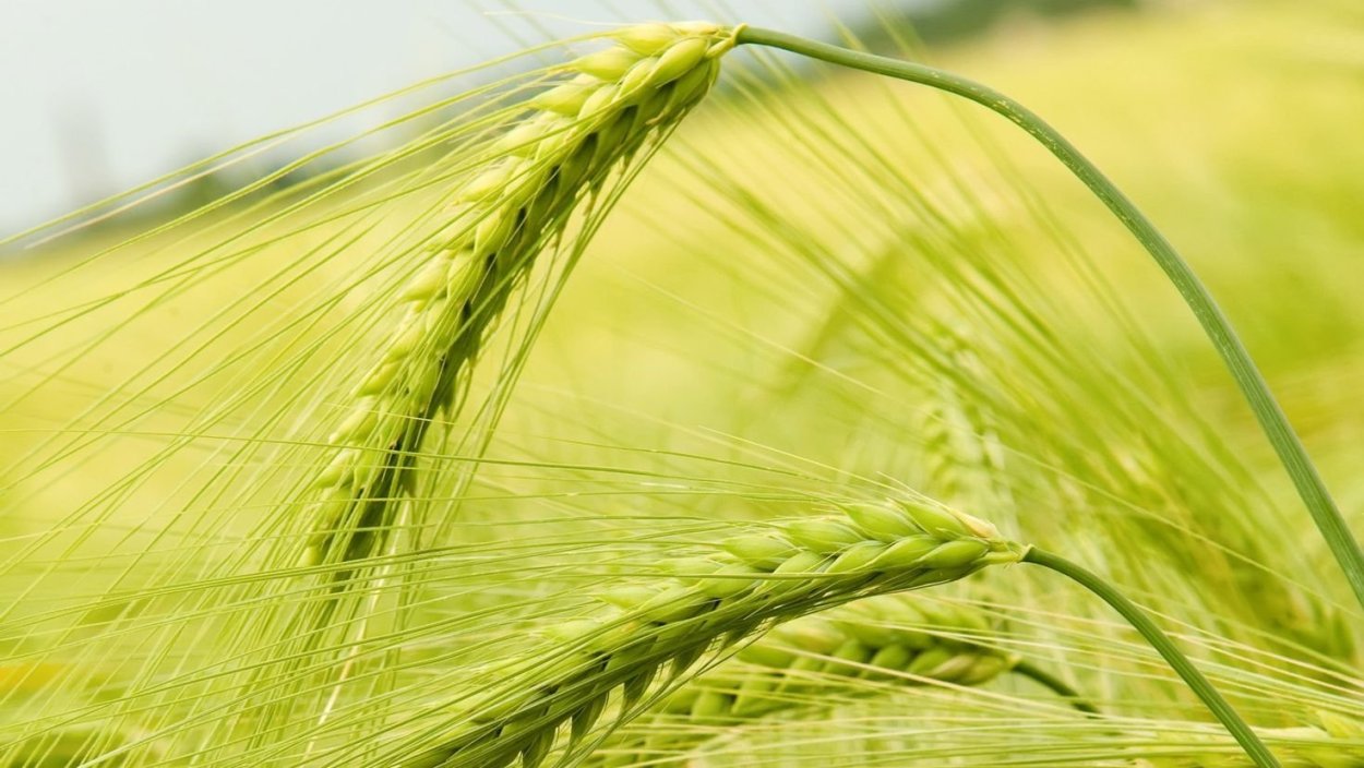 Векторные колоски пшеницы