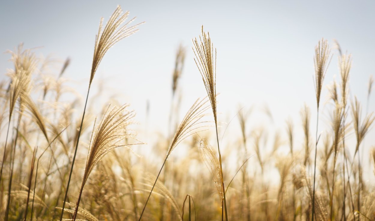 Твардовский рожь рожь