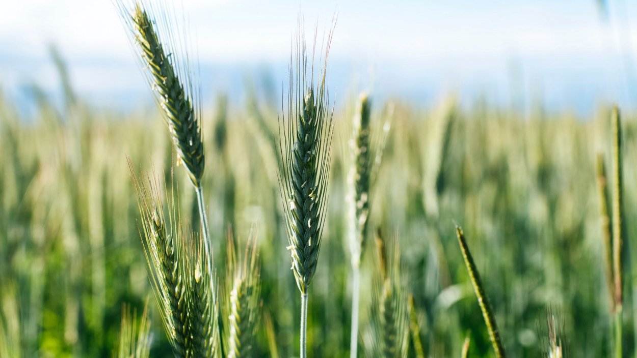 Весенний колосок