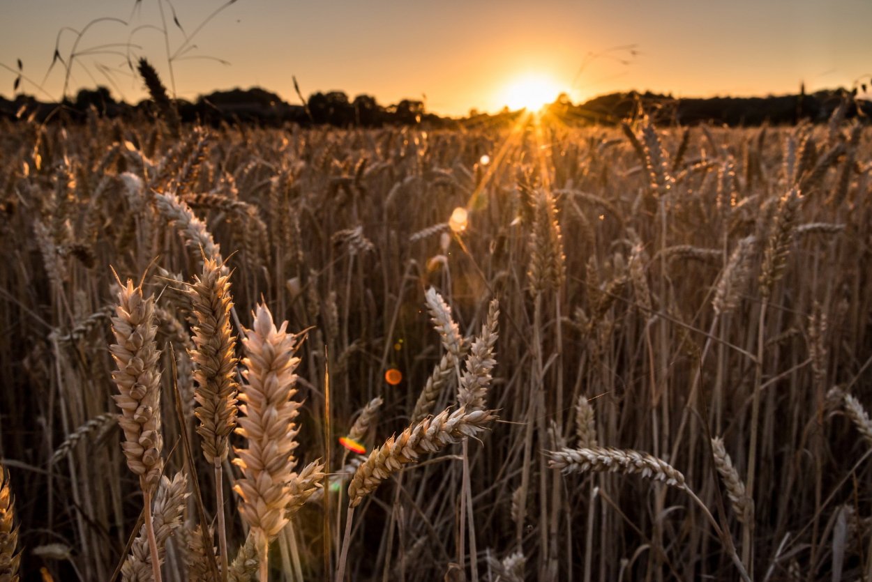 Красивая сухая трава