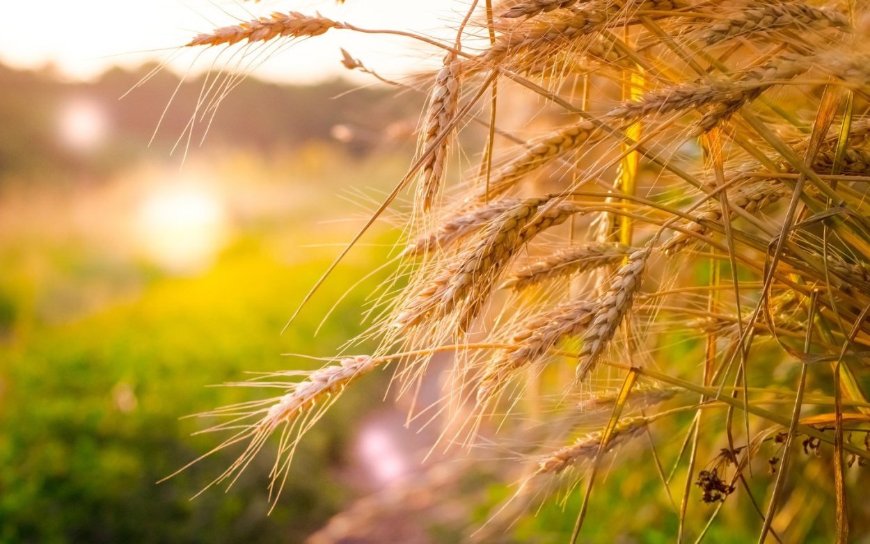 Злаковые Колос сорняк