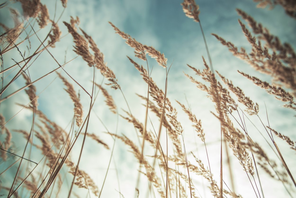 Колосья травы