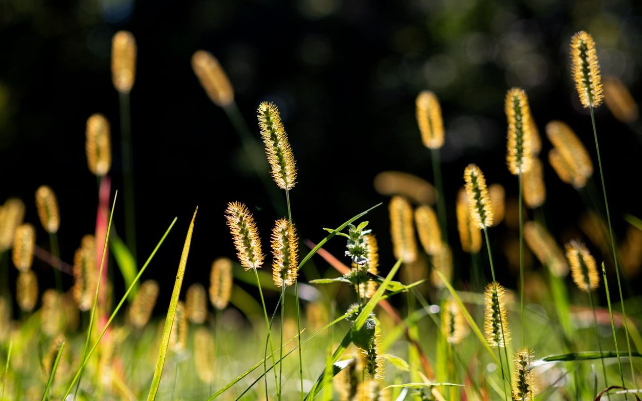 Пшеница Эстетика