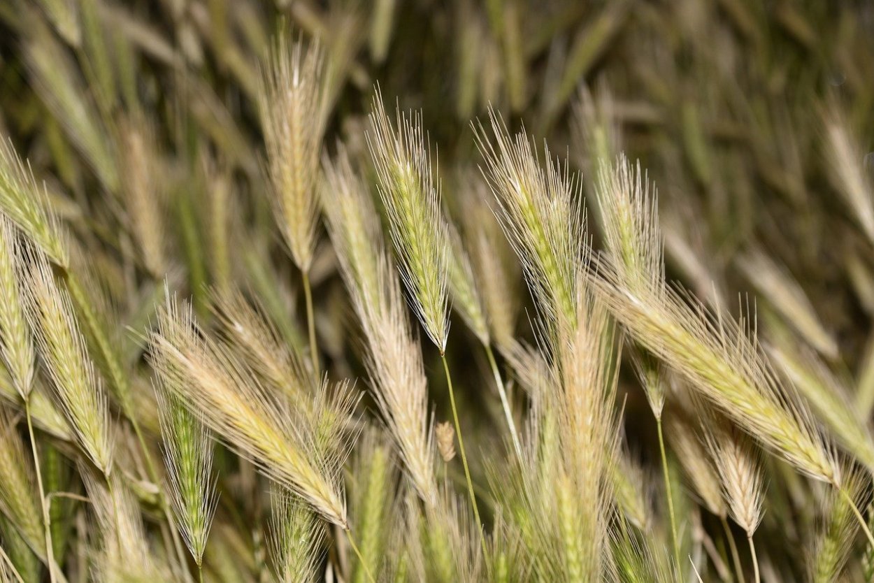 Зеленый колосок пшеницы