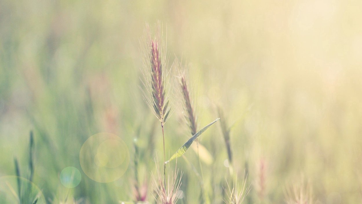 Колосья травы