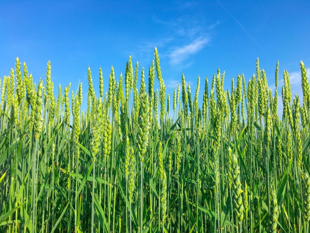 Семена пшеницы Алексеич
