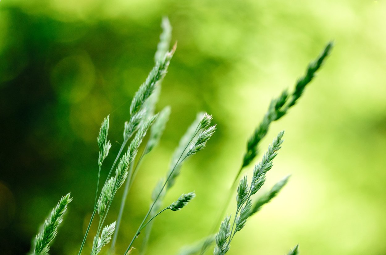 Ковыльная степь и пшеничное поле