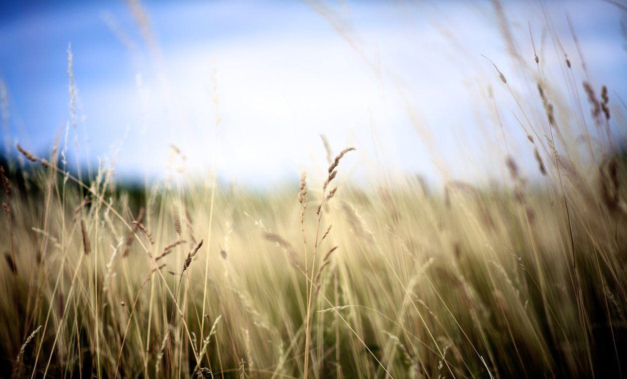 Пшеница фон