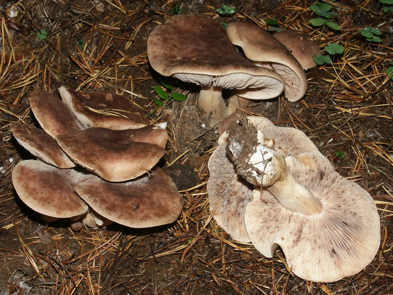 Рядовковые грибы съедобные