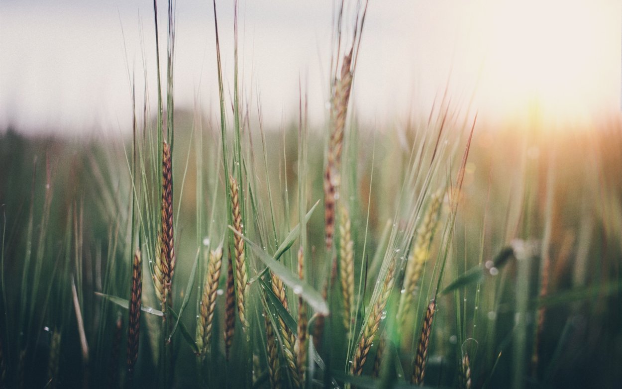 Пшеница сорт Еланчик