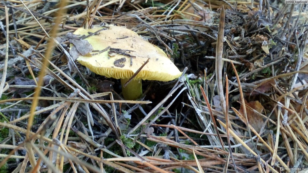 Гриб серушка и зеленушка