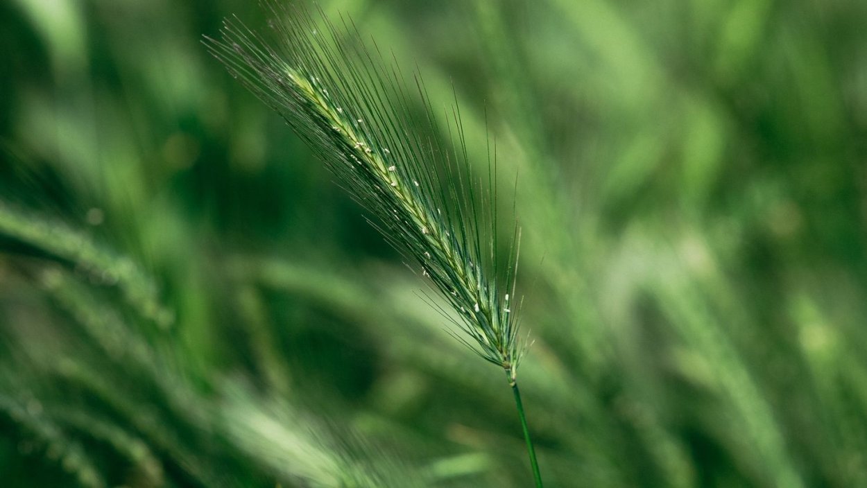 Зеленое поле пшеницы