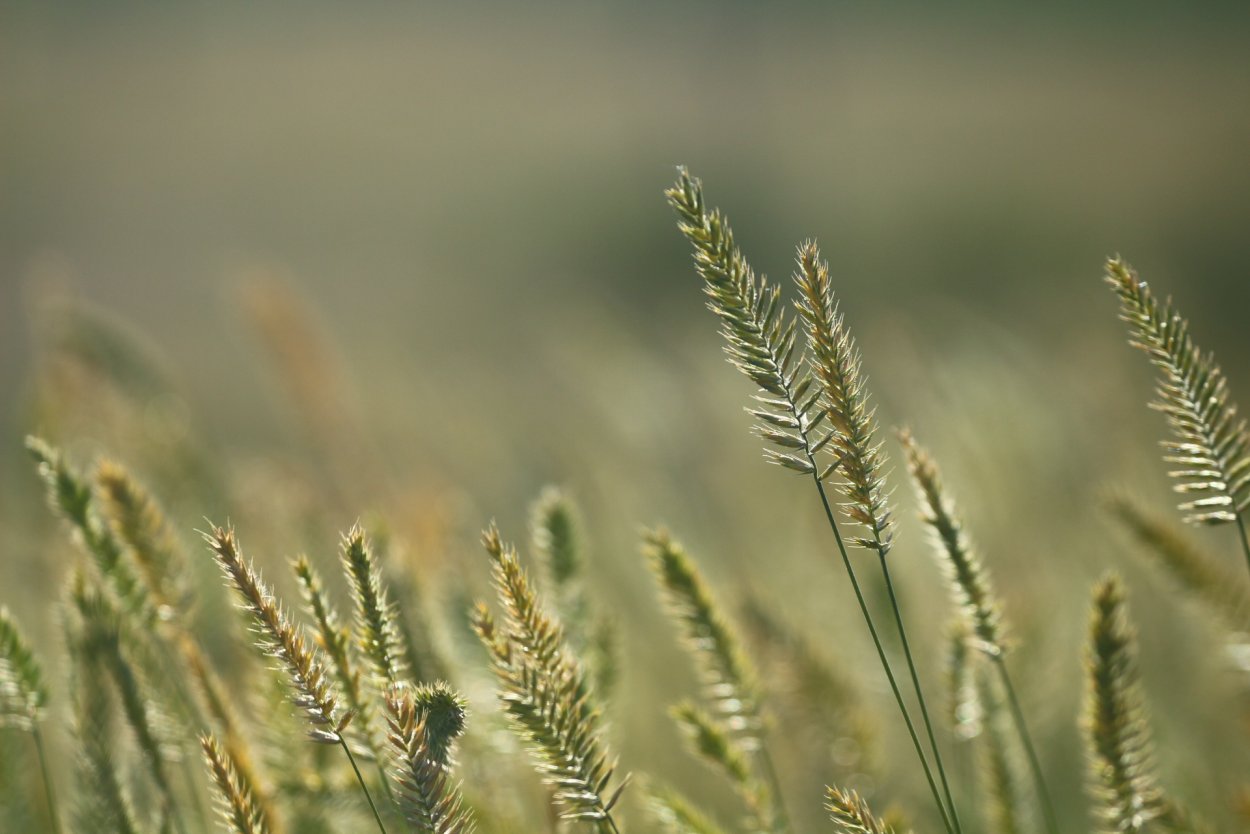 Декоративная рожь