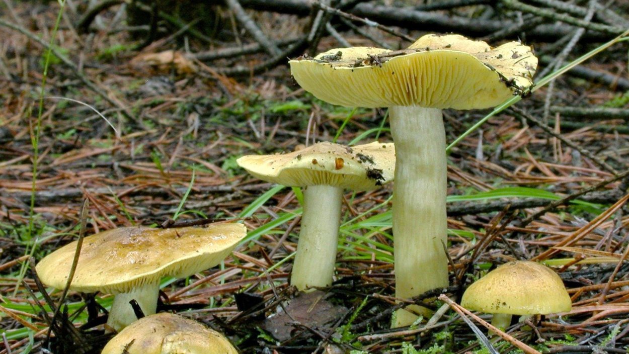 Съедобные грибы Донбасса