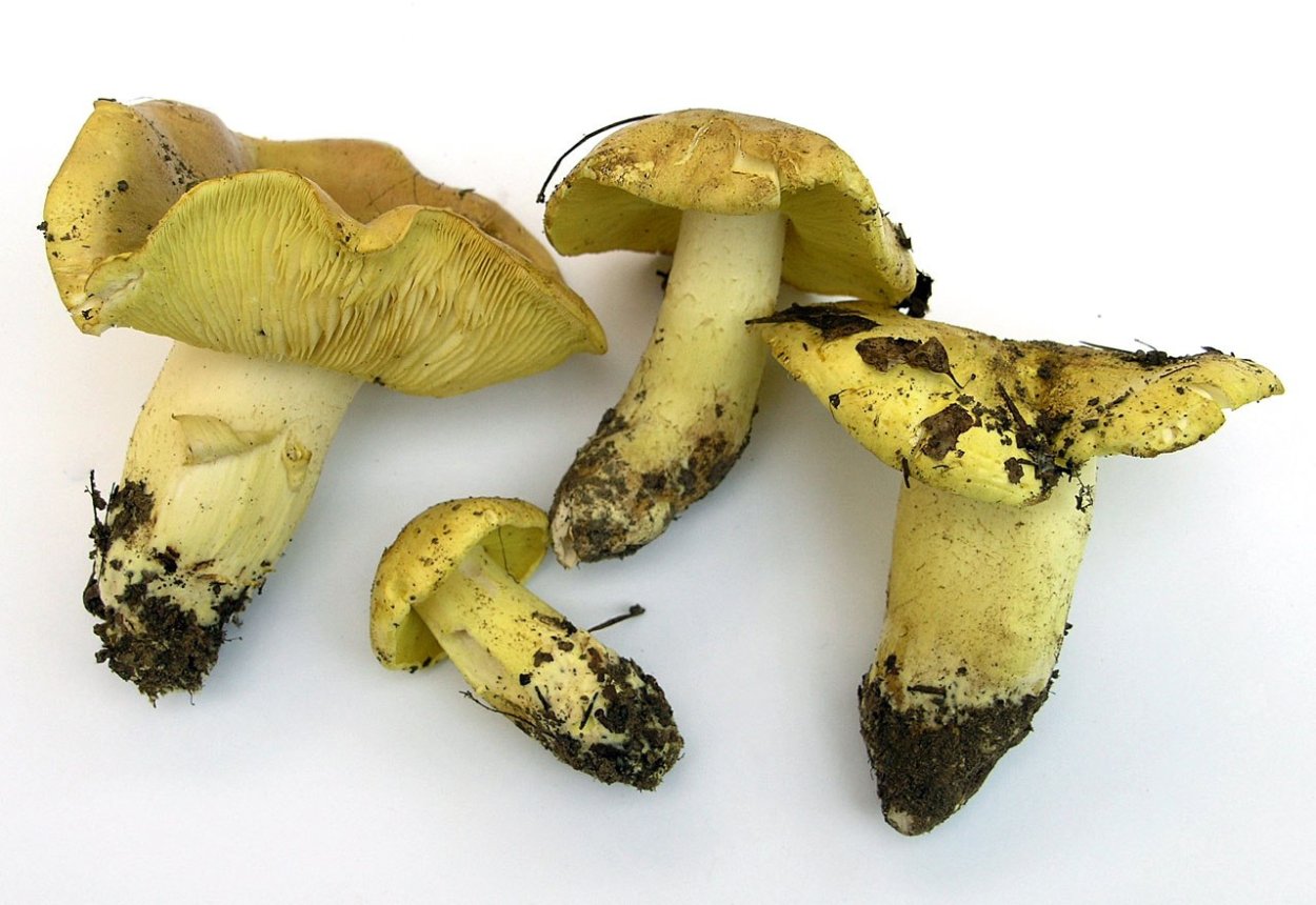 Рядовка Осиновая Tricholoma frondosae