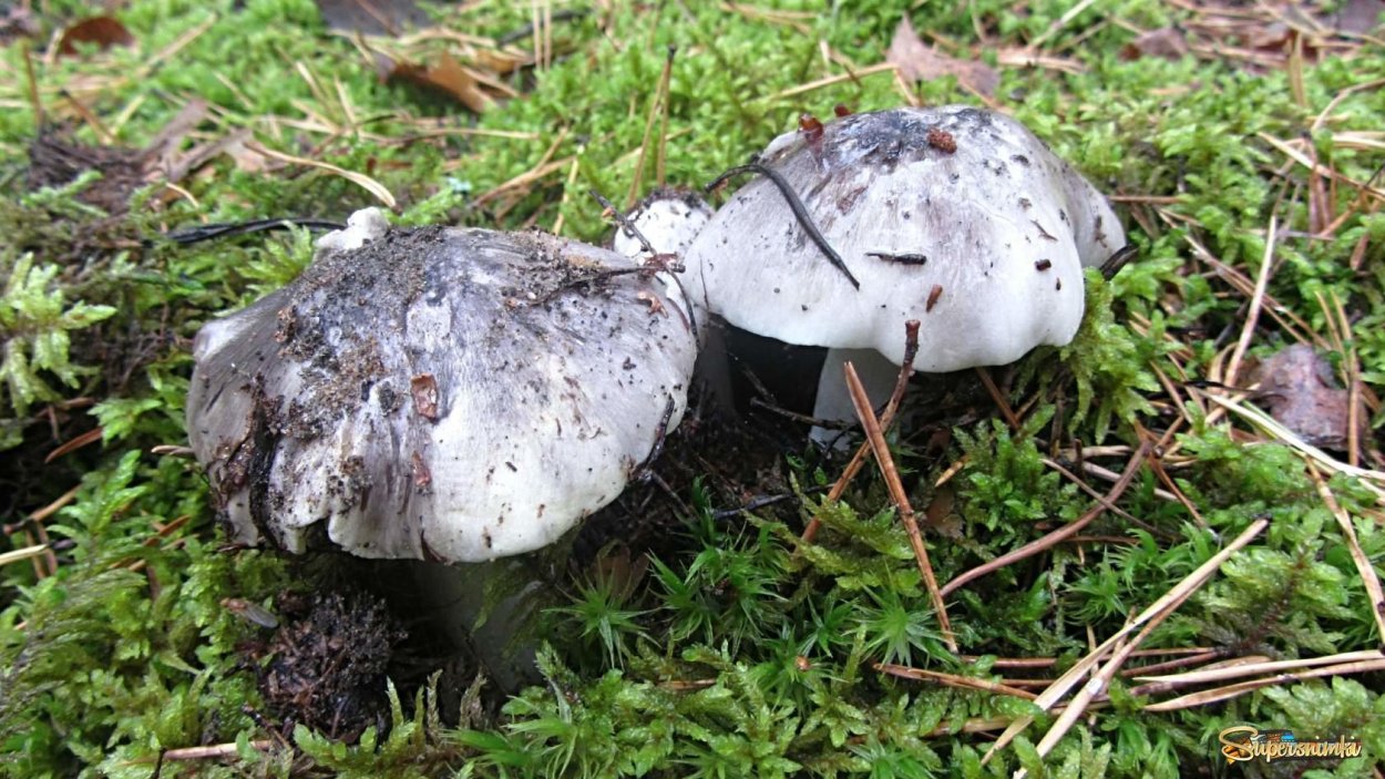 Гриб серушка и зеленушка