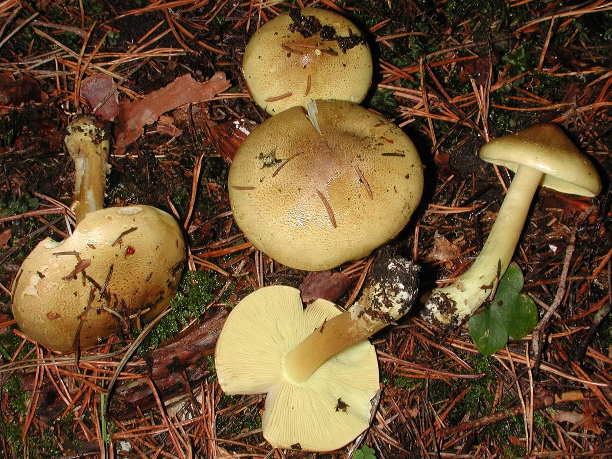 Рядовка Еловая Tricholoma aestuans