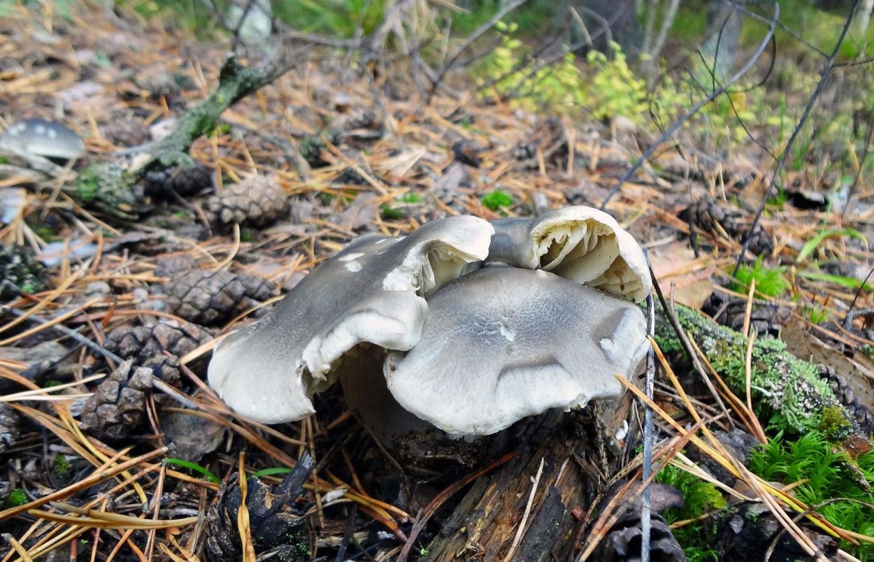 Гриб серушка и зеленушка