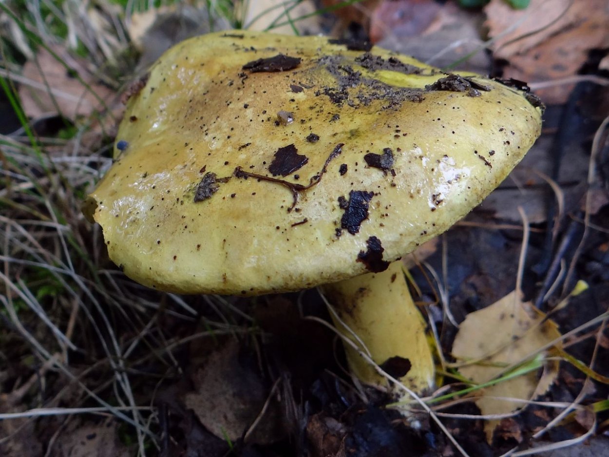 Рядовки сластушки