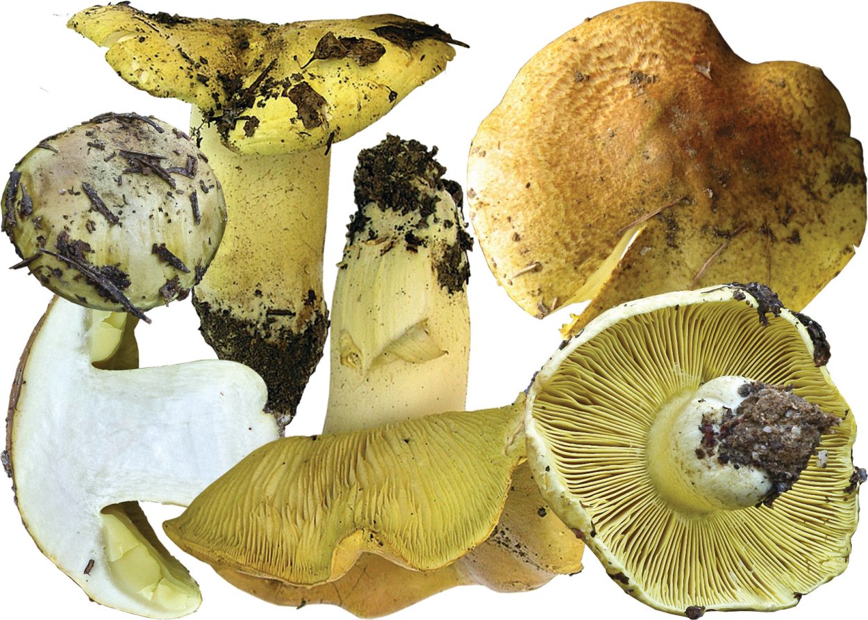 Зеленушка (Tricholoma equestre)