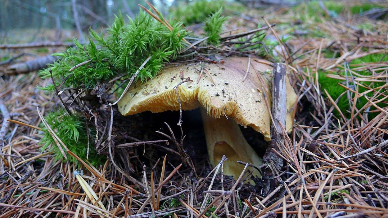 Tricholoma terreum