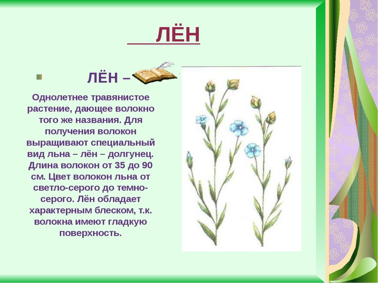 Доклад про лён 5 класс технология