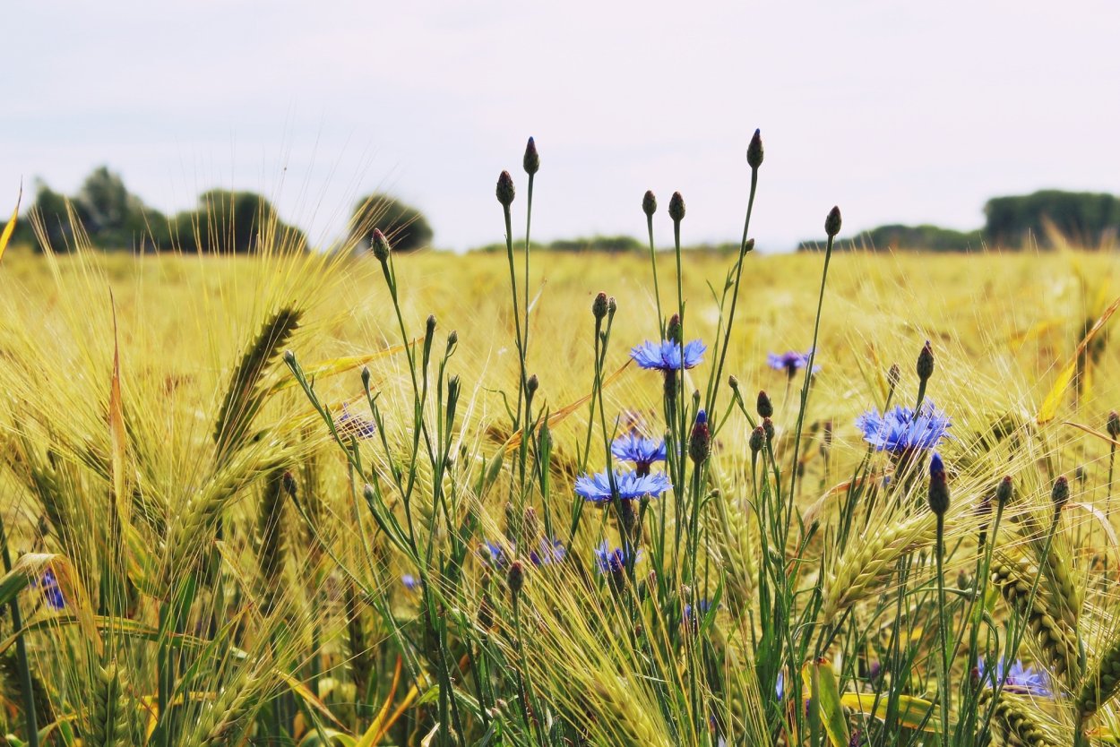 Сорные растения сорные растения в поле