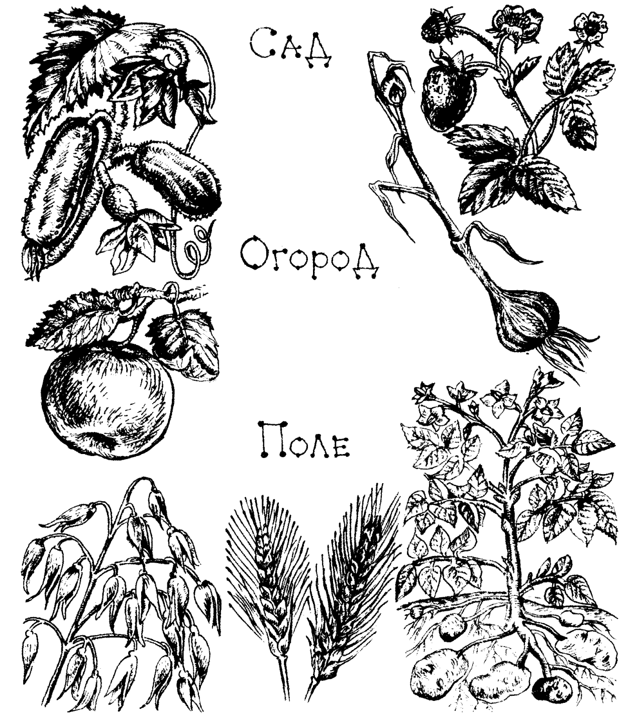 Рисунок дикорастущего и культурного растения