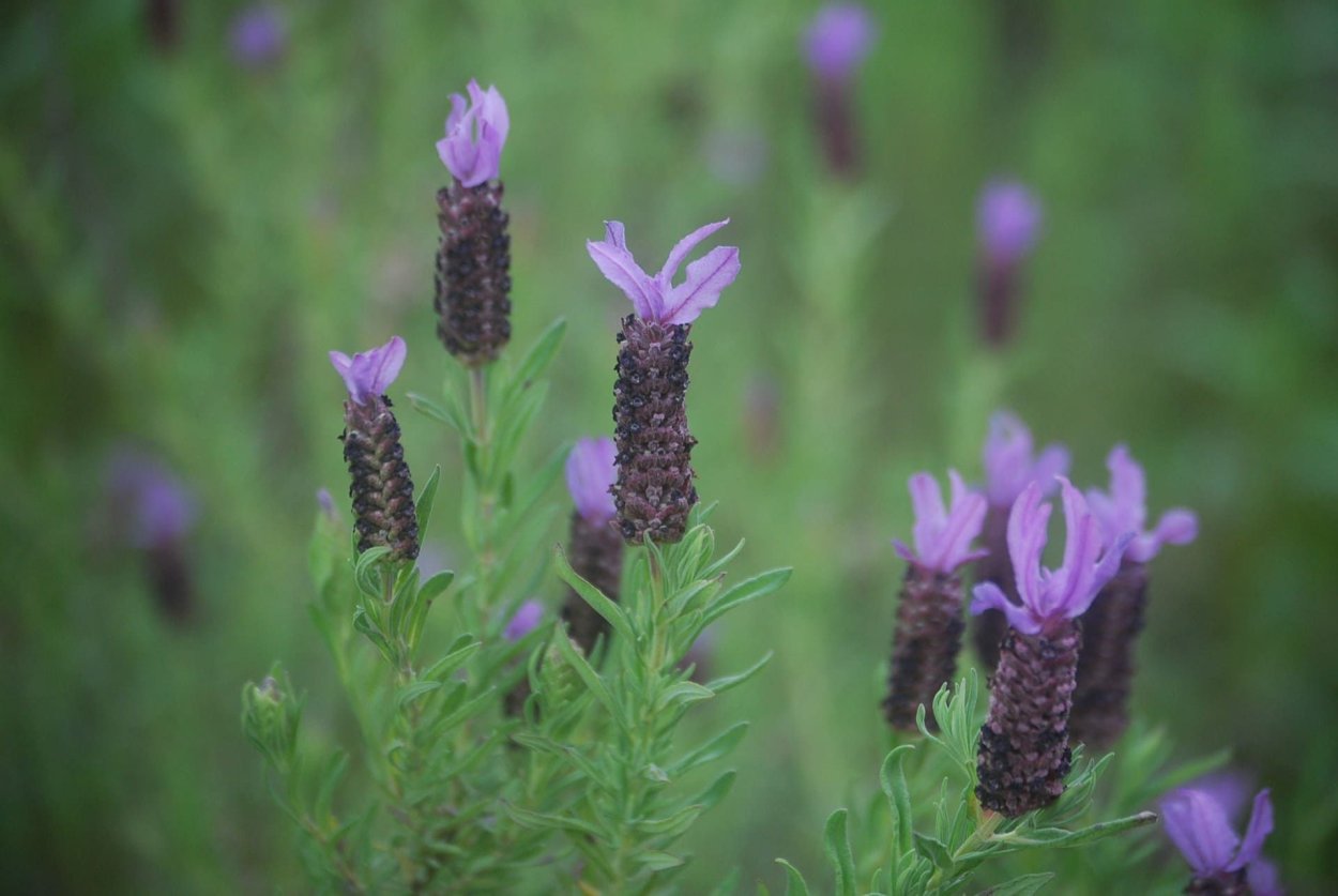 Herba Flora Lavanda