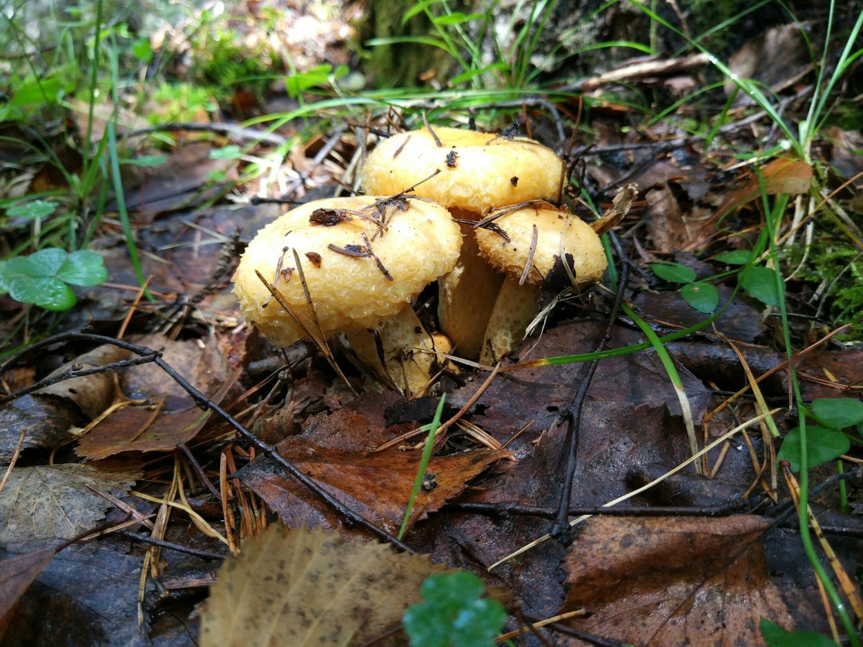 Пихтовый груздь