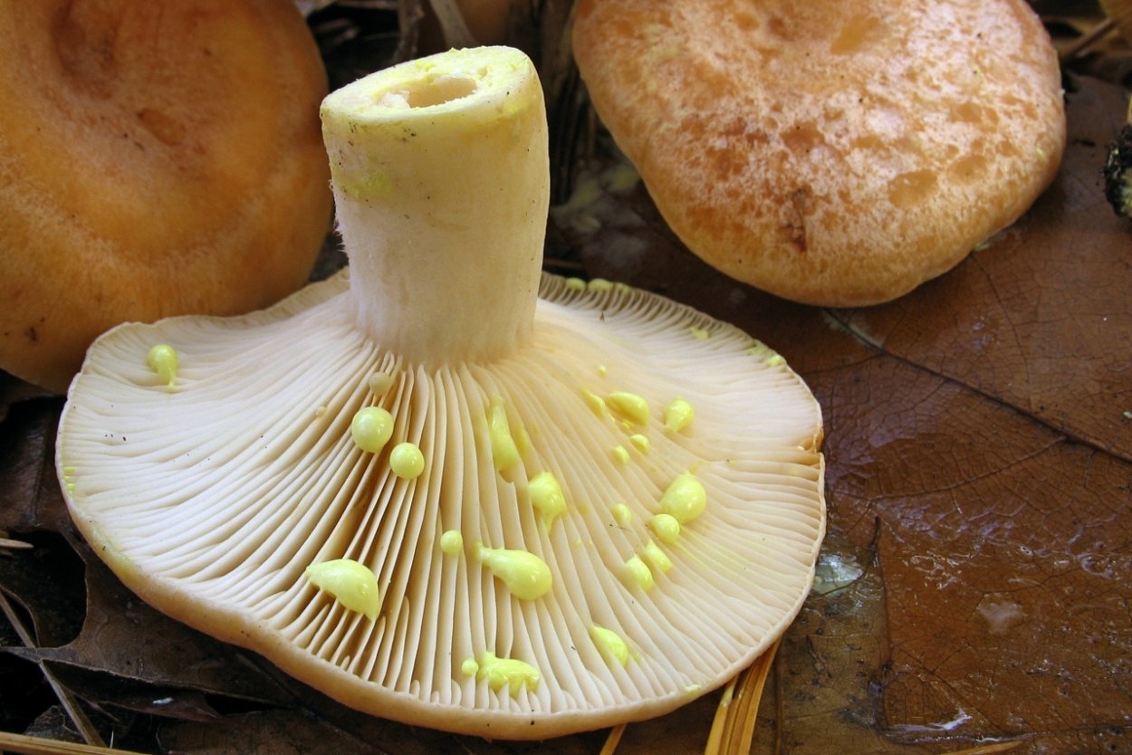 Груздь жёлтый Lactarius scrobiculatus