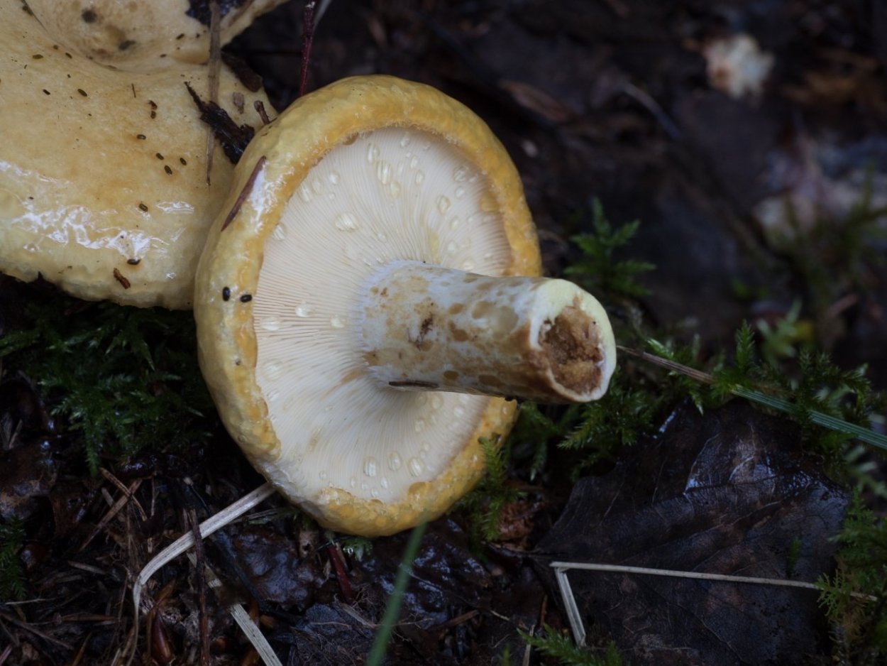 Lactarius scrobiculatus