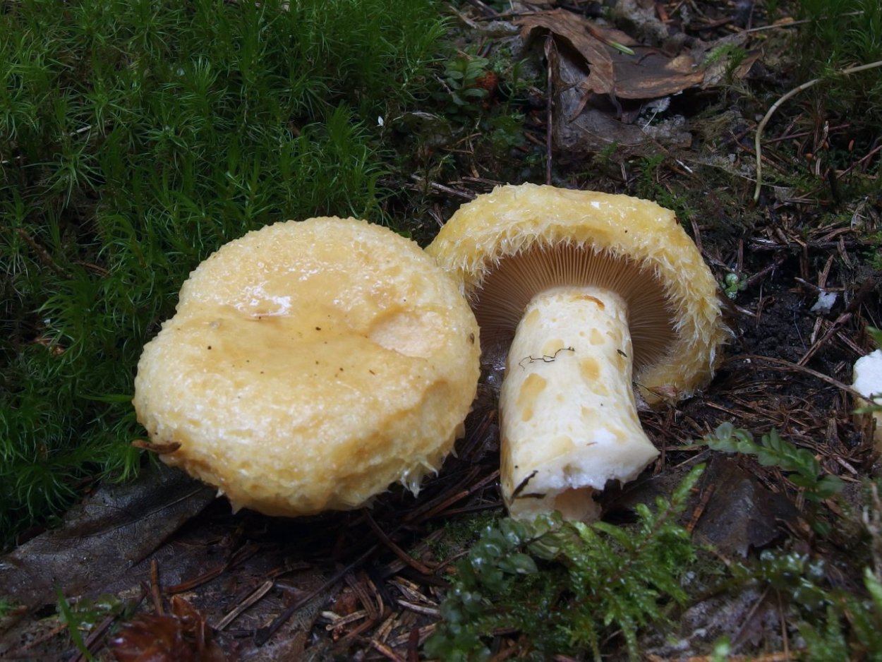 Гриб желтый груздь