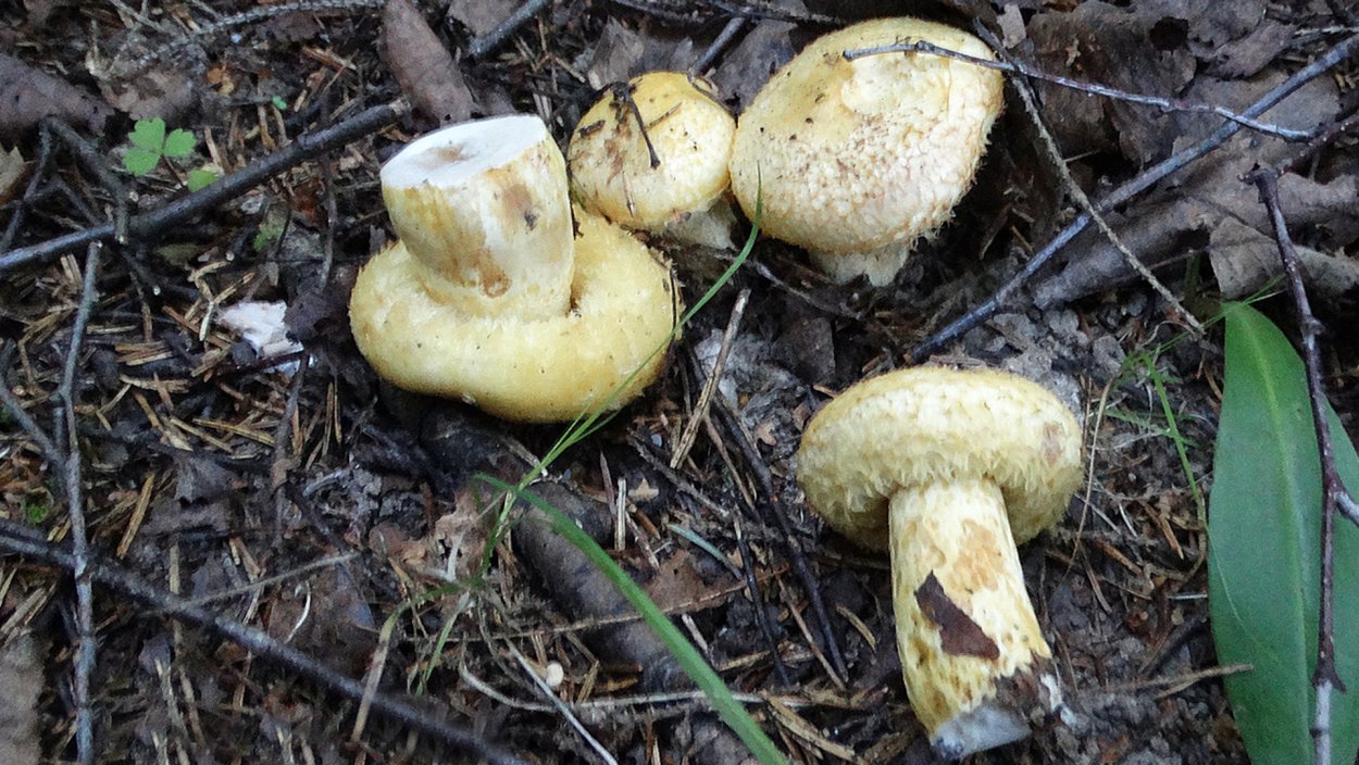 Гриб груздь синеющий