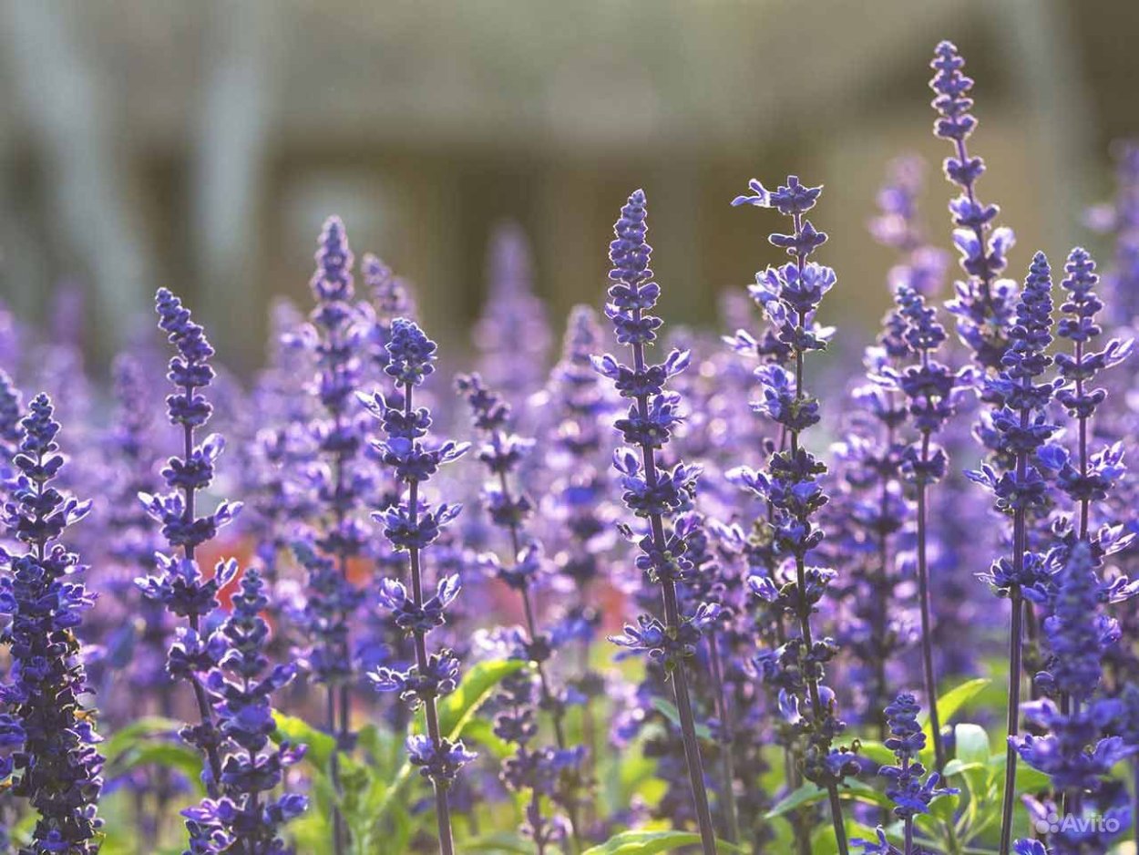 Шалфей Дубравный Viola Klose