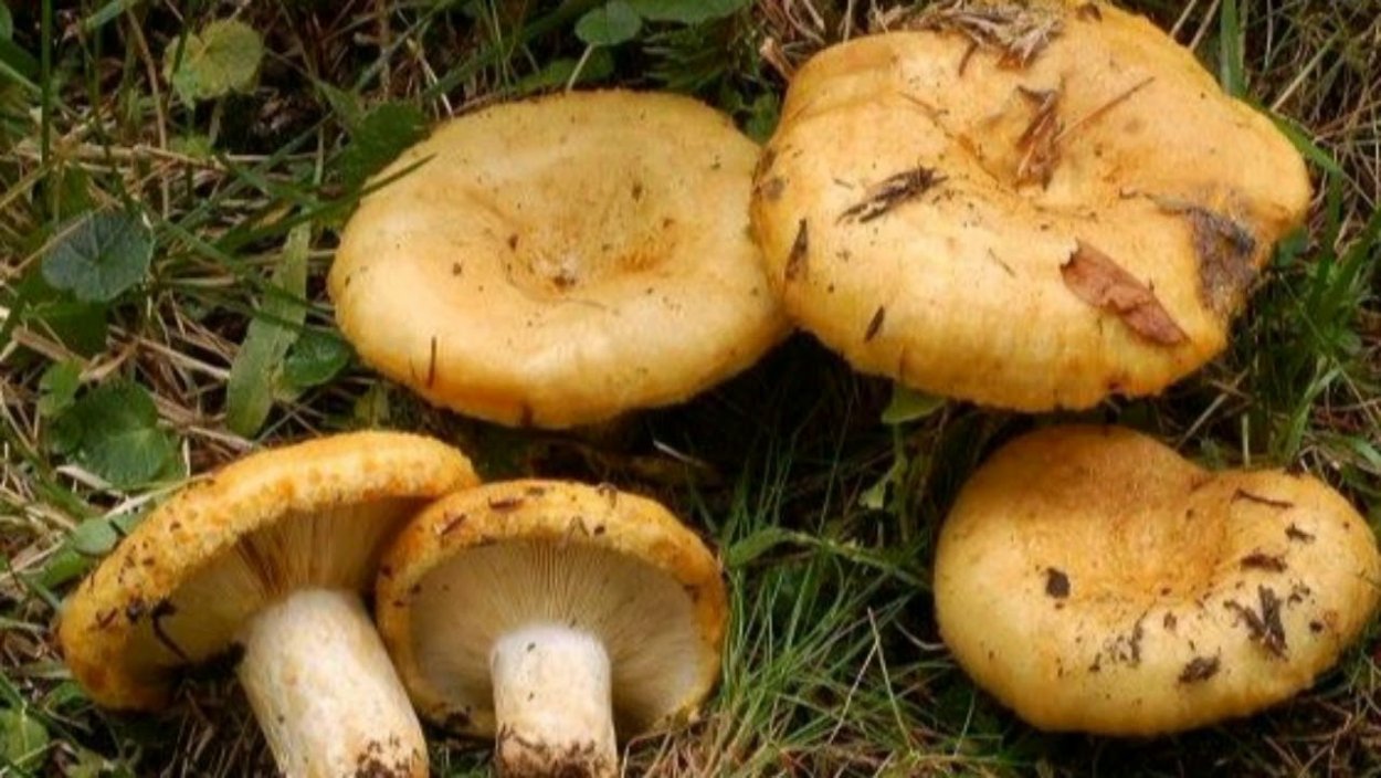 Lactarius scrobiculatus