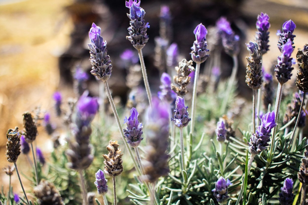 Лаванда колосовидная
