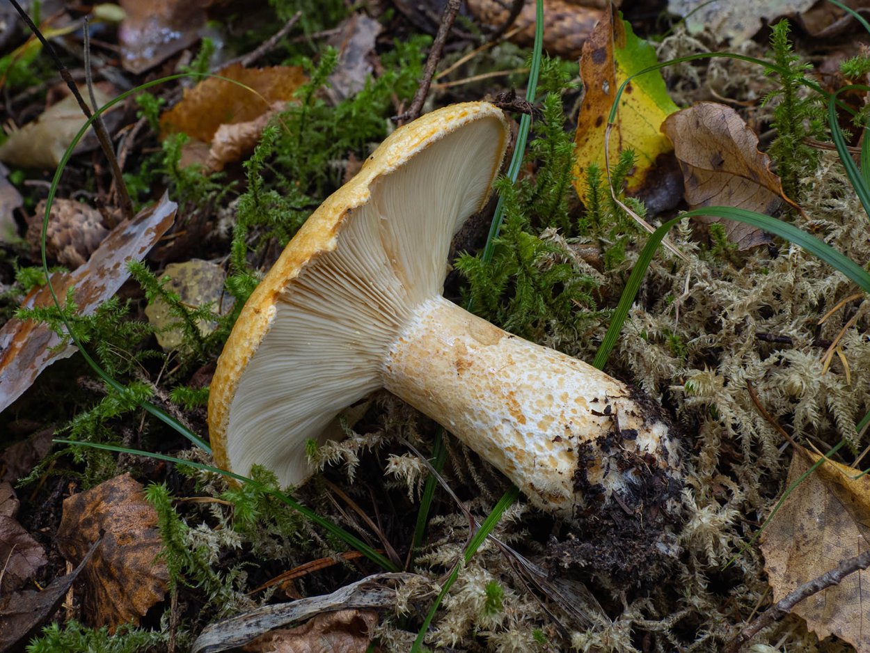 Пластинчатые грибы грузди