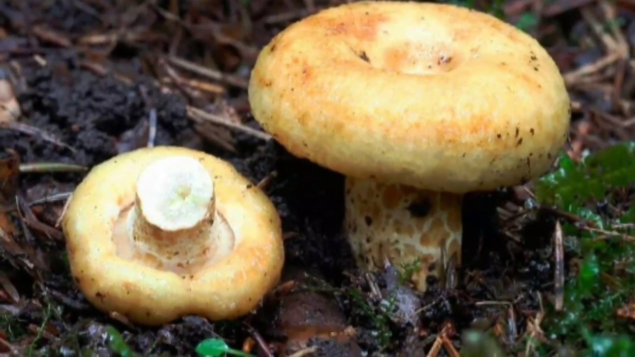 Грузди грибы