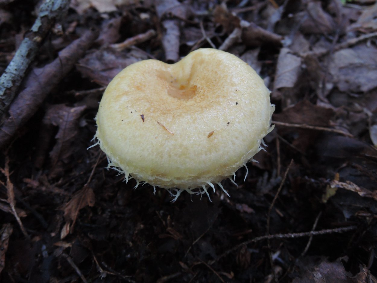 Груздь волосатик