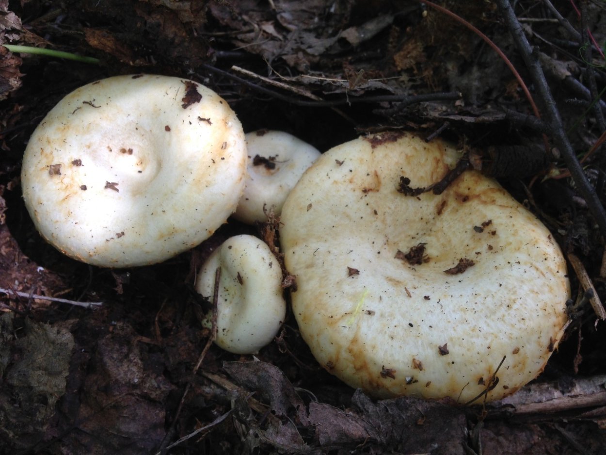 Грузди подтопольники