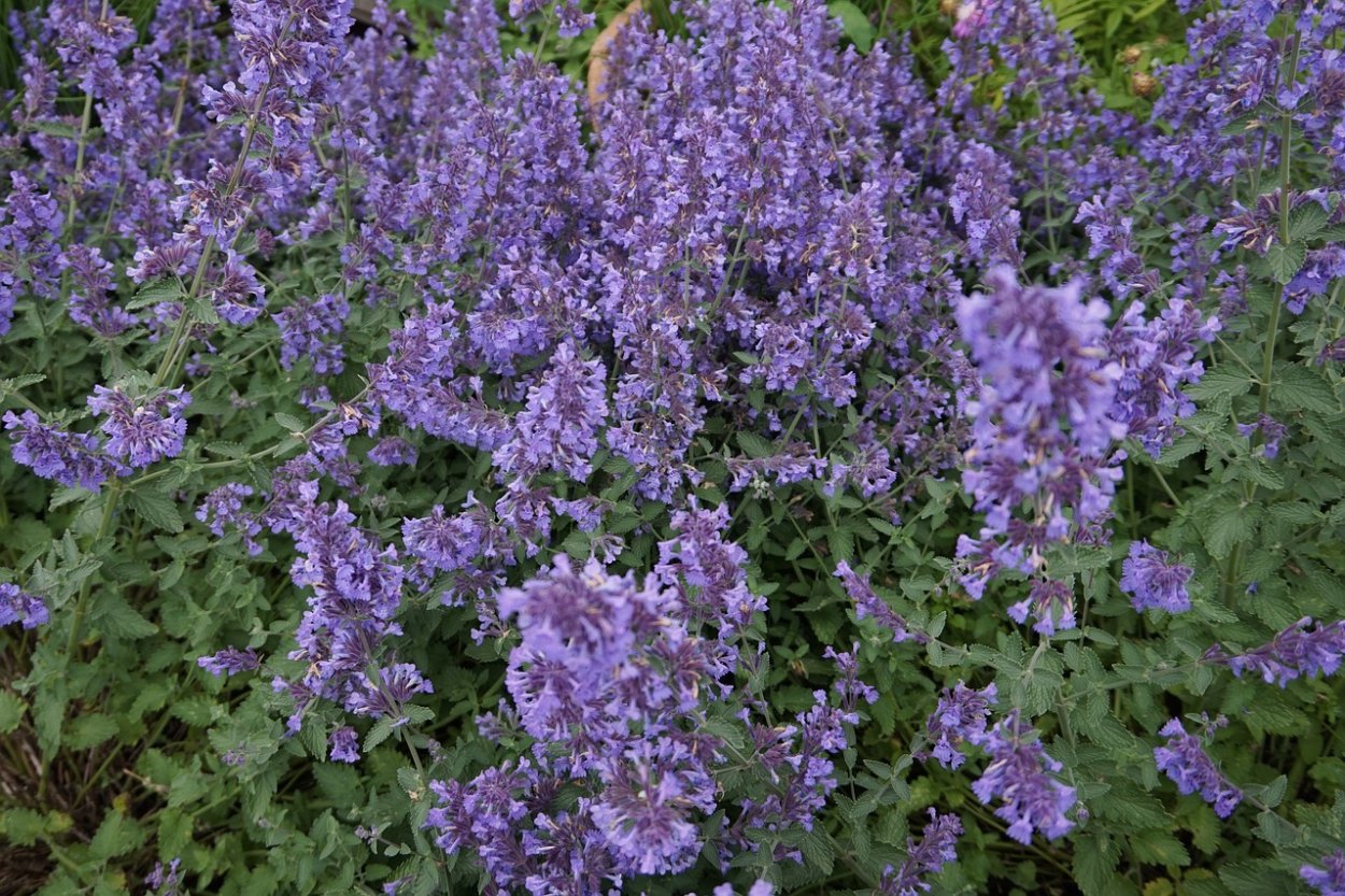 Сиреневое чаепитие